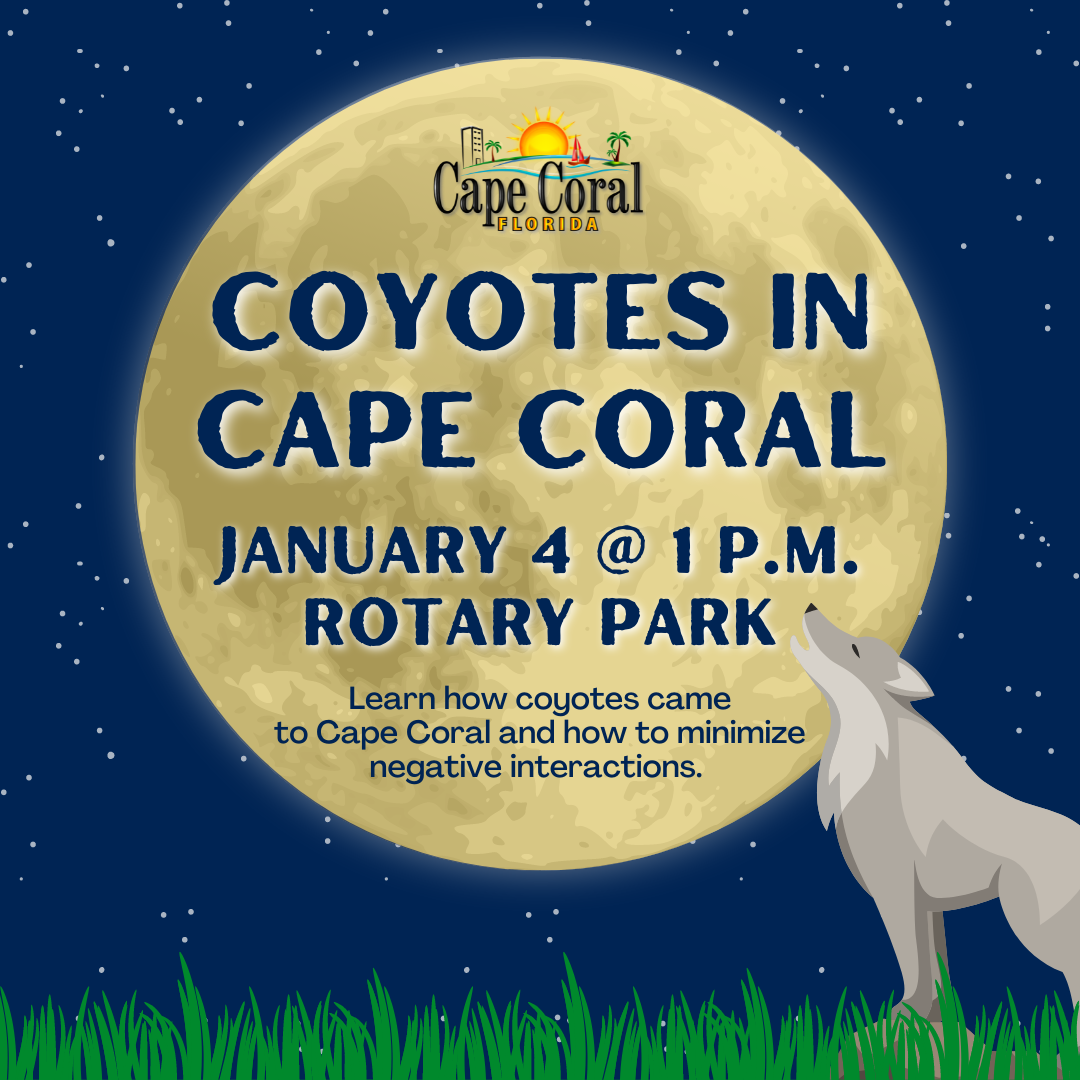 coyotes in cape coral